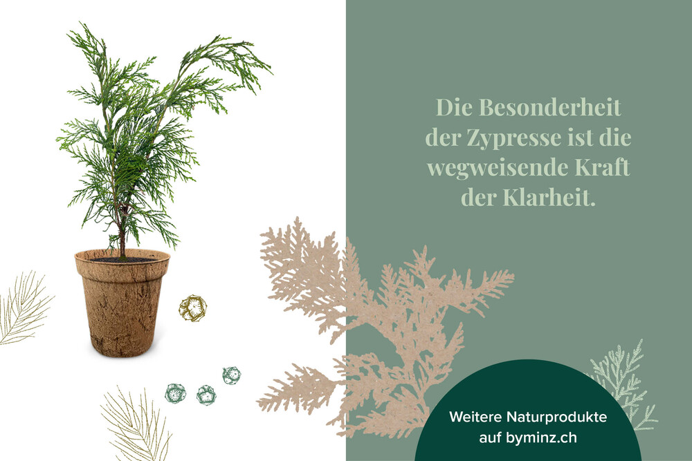 Jungbaum Zypresse, Besonderheit im keltischen Baumkreis, Illustrationen, Geschenk – Jungbäume, byminz Naturprodukte, Luzern