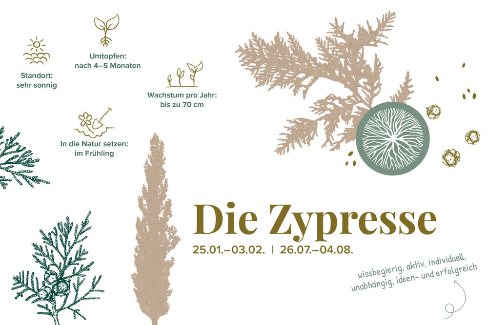 Illustrationen zur Zypresse, Geschenk Baum – Jungbäume, byminz Naturprodukte, Luzern