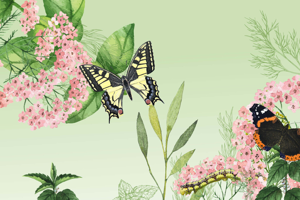 Schwalbenschwanz Metamorphose – «Raupe-Schmetterling» NMG-Lehrmittel