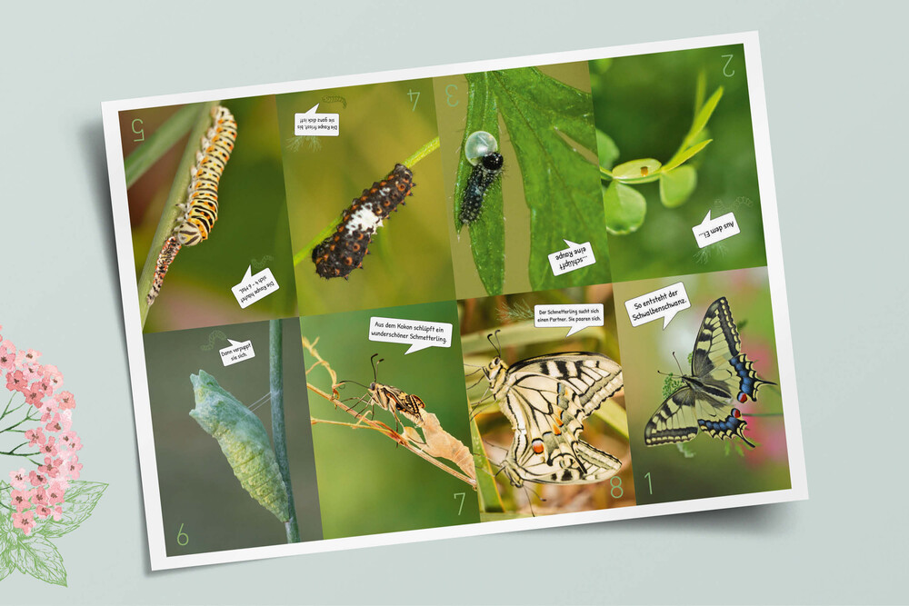 Minibook Metamorphose – «Raupe-Schmetterling» NMG-Lehrmittel