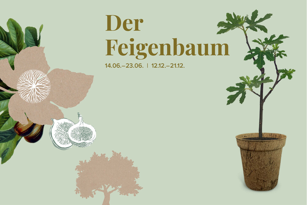 Impressionen zum Feigenbaum, junger Feigenbaum, Geschnk – Jungbäume, byminz Naturprodukte, Luzern