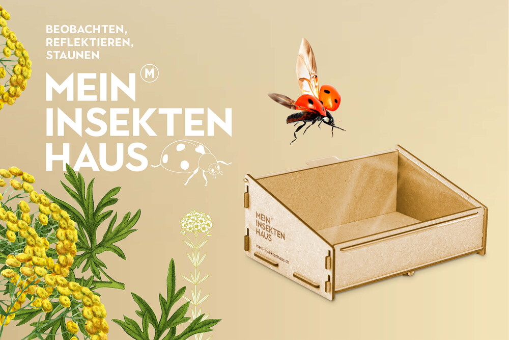 Impression Marienkäferhaus mit Illustrationen, Marienkäfer beobachten – Marienkäferhaus, byminz Naturprodukte, Luzern