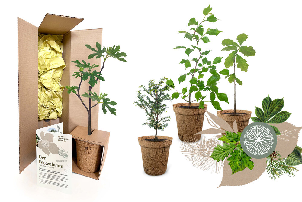Versandverpackung, verschiedene Jungbäume, Flyer, Illustrationen – Jungbäume, byminz Naturprodukte, Luzern