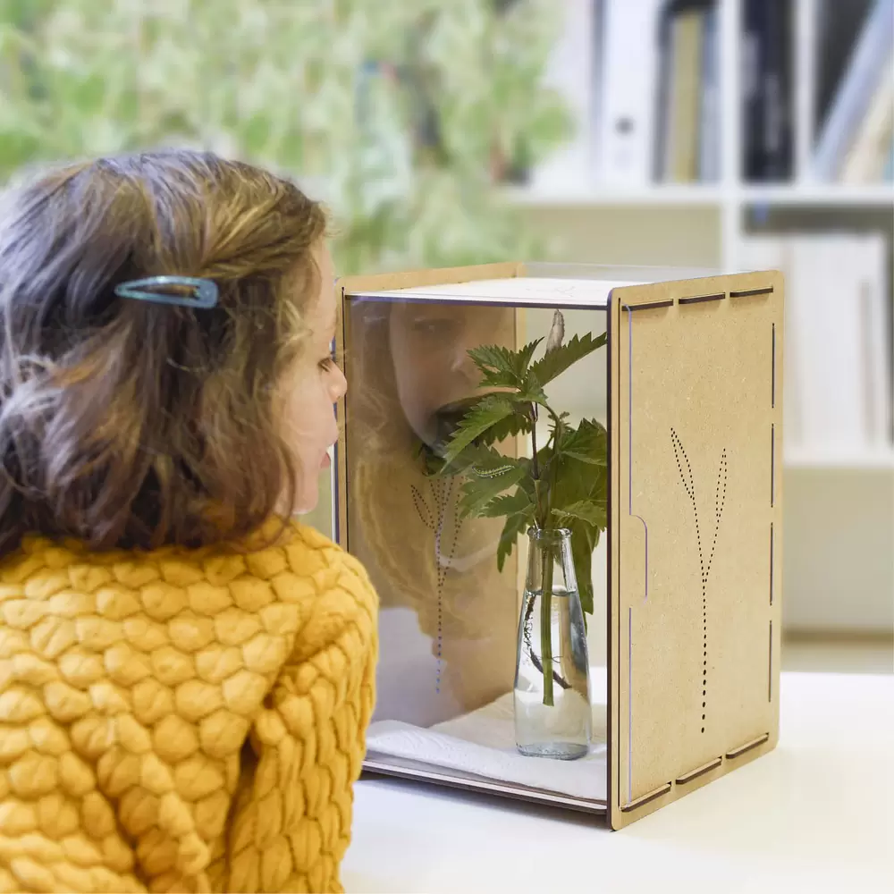 Raupen im Kasten beobachten, Metamorphose – Mein Raupenkasten, byminz Naturprodukte, Luzern