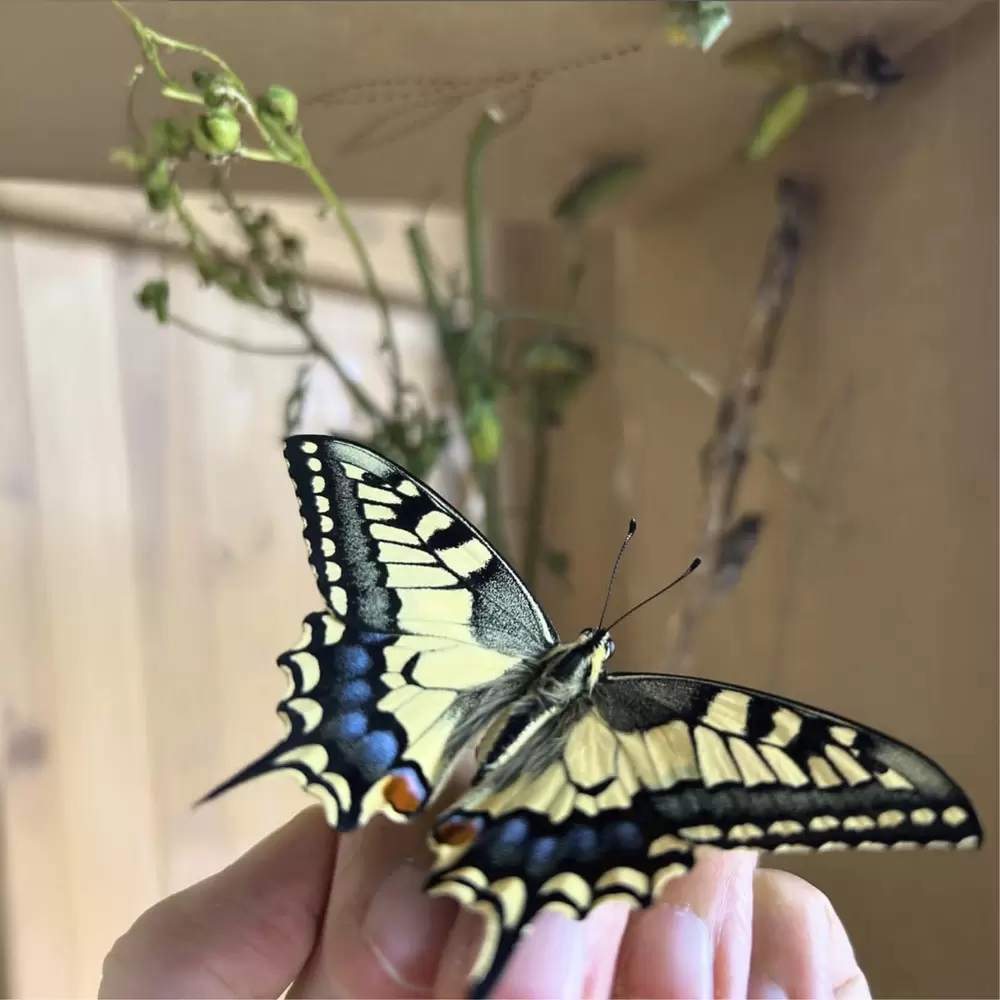 Geschlüpfter Schwalbenschwanz Schmetterling , verpuppte Raupen im Raupenkasten  – Mein Raupenkasten, byminz Naturprodukte, Luzern