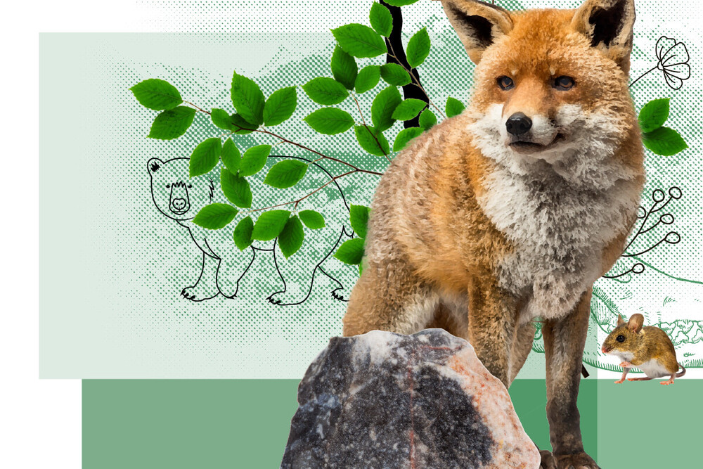 Collage – Naturhistorisches Museum Bern Lehrmittel «Mensch, Erde! – Das Klima im Wandel» 