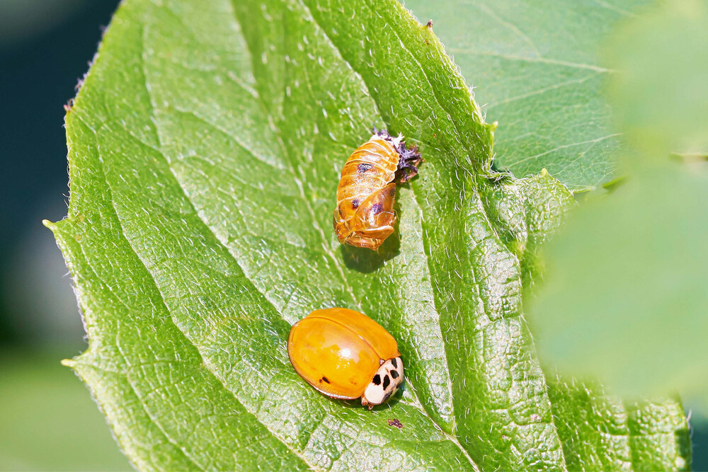 Geschlüpfter Marienkäfer und abgestreifte Haut, Metamorphose, Larven Verwandlung – Marienkäferhaus, byminz Naturprodukte, Luzern