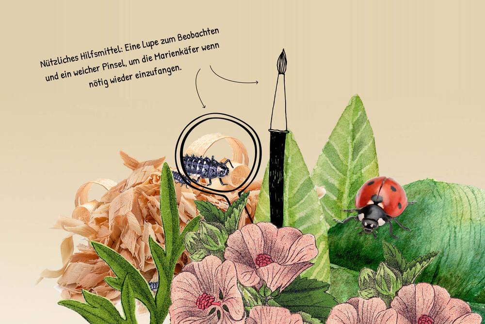 Hilfsmittel zur Aufzucht und Beobachtung: Pinsel, Lupe – Marienkäferhaus, byminz Naturprodukte, Luzern