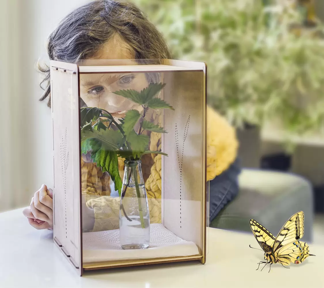 Raupen im Kasten beobachten, geschlüpfter Schwalbenschwanz Schmetterling , Metamorphose beobachten – Mein Raupenkasten, byminz Naturprodukte, Luzern